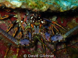 A reef lobster portrait in the waters of the Roatan Marin... by David Gilchrist 